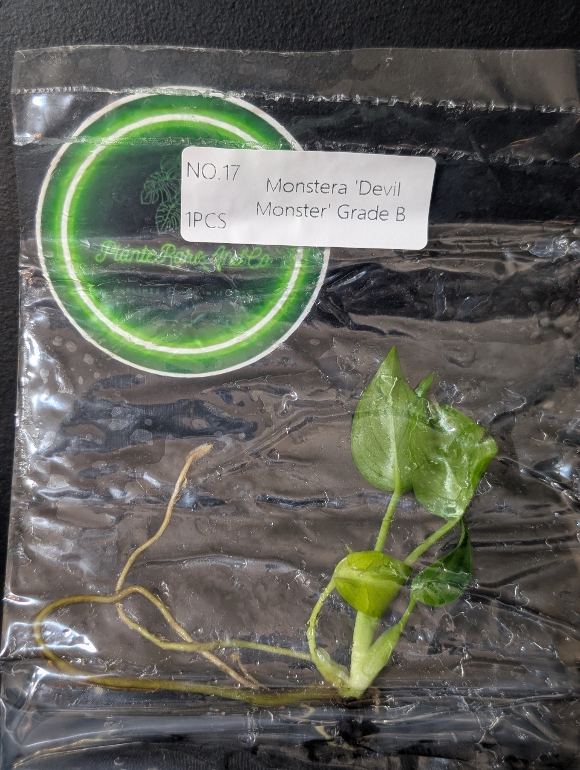Monstera Devil Monster Grade B — TC en sachet stérile