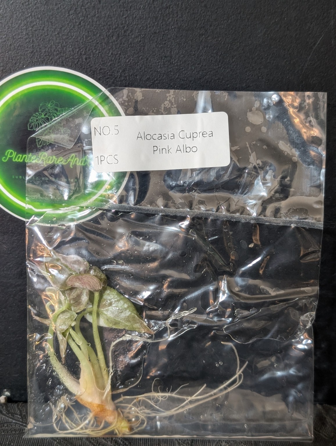 Alocasia Cuprea Pink Albo — TC en sachet stérile