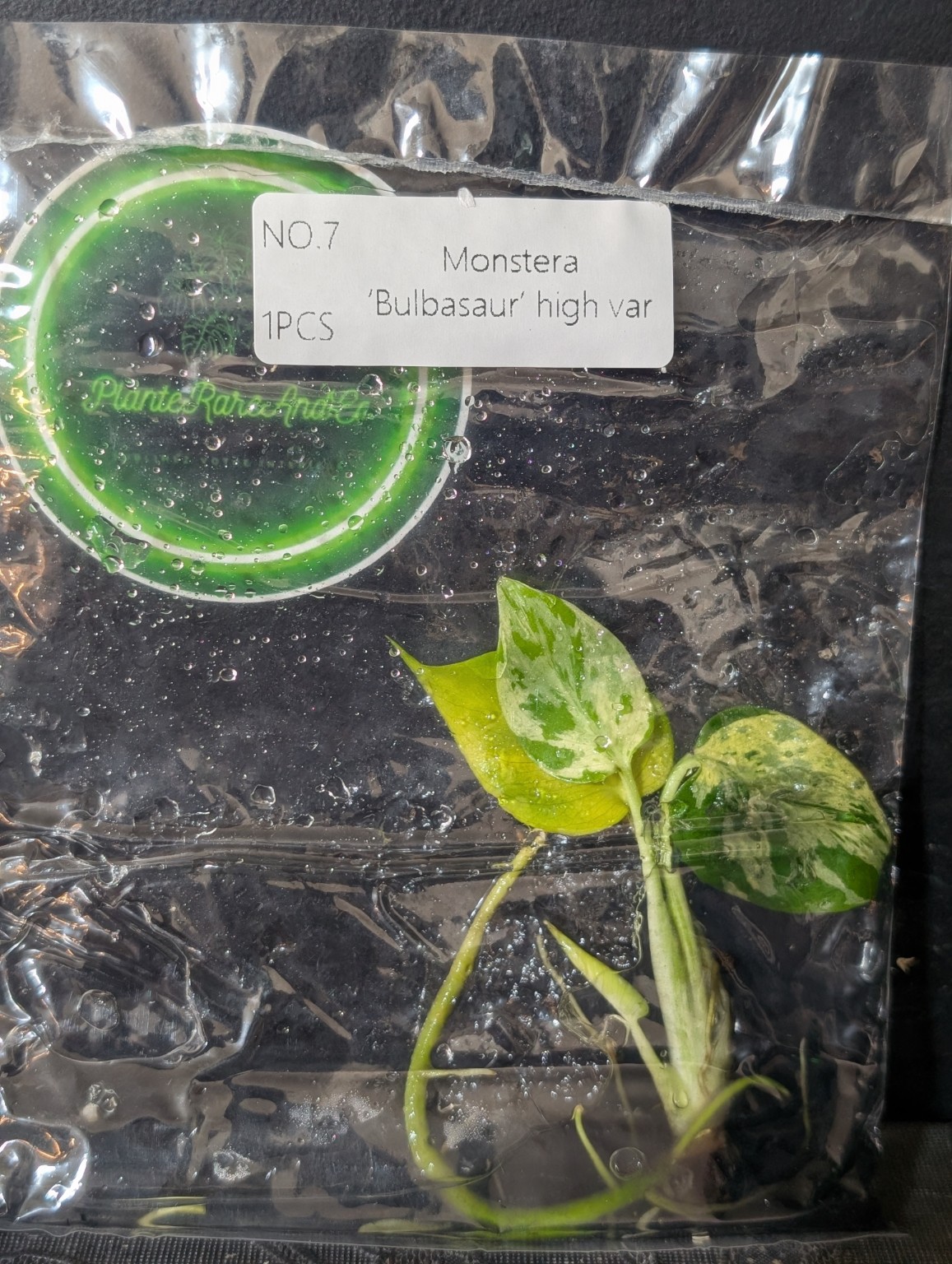 Monstera Bulbasaur High Var — TC en sachet stérile