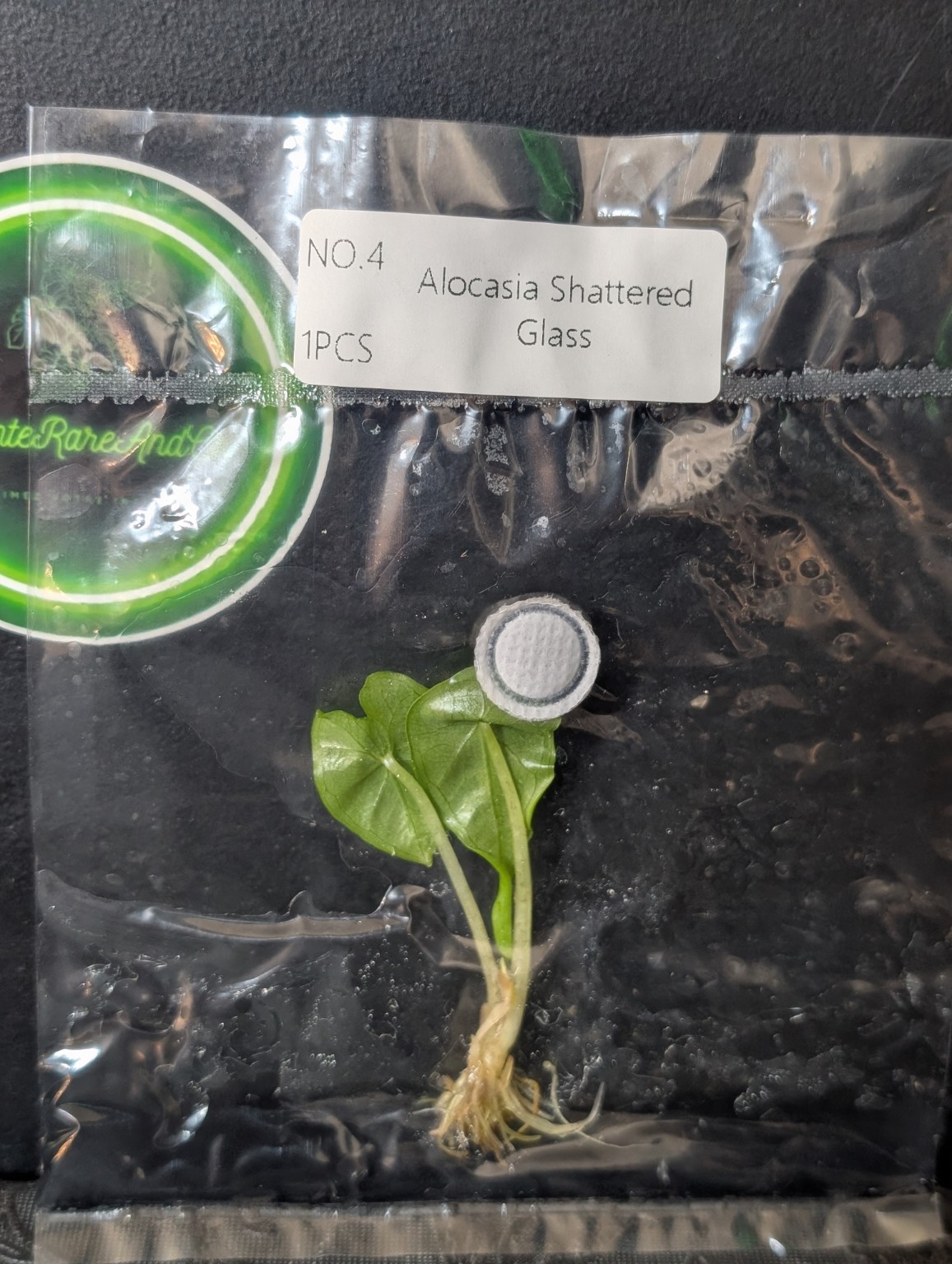 Alocasia Shattered Glass — TC en sachet stérile
