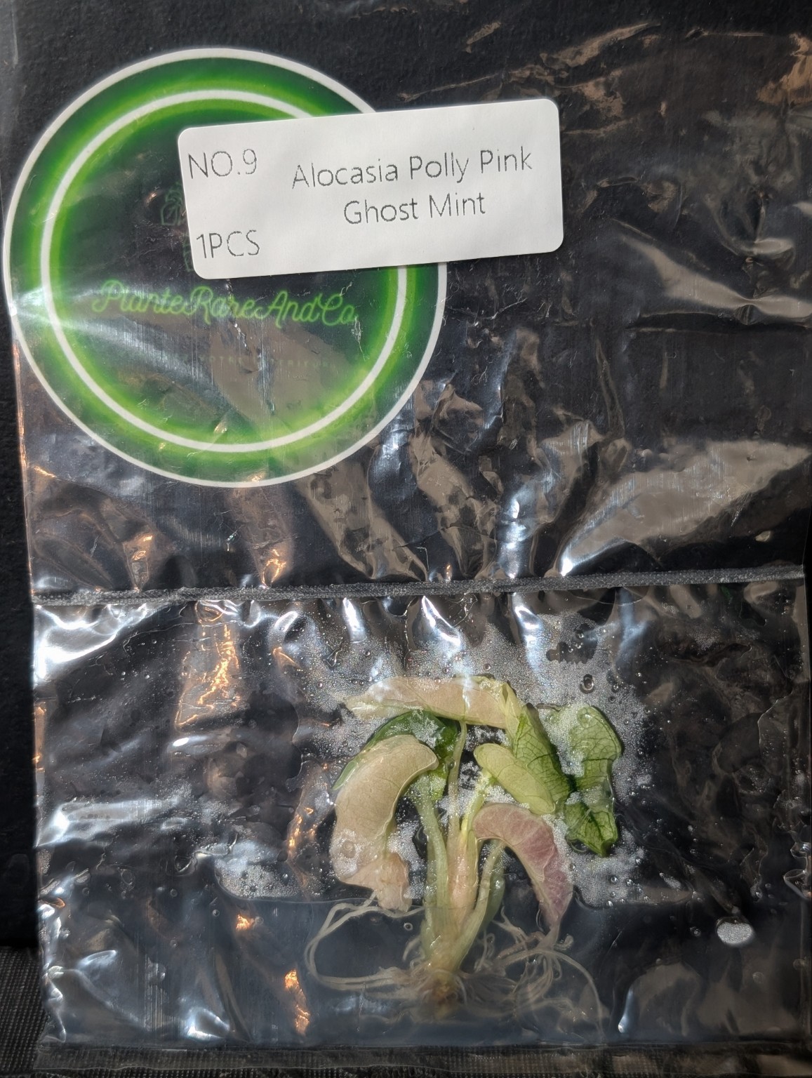 Alocasia Polly Pink Ghost Mint — TC en sachet stérile