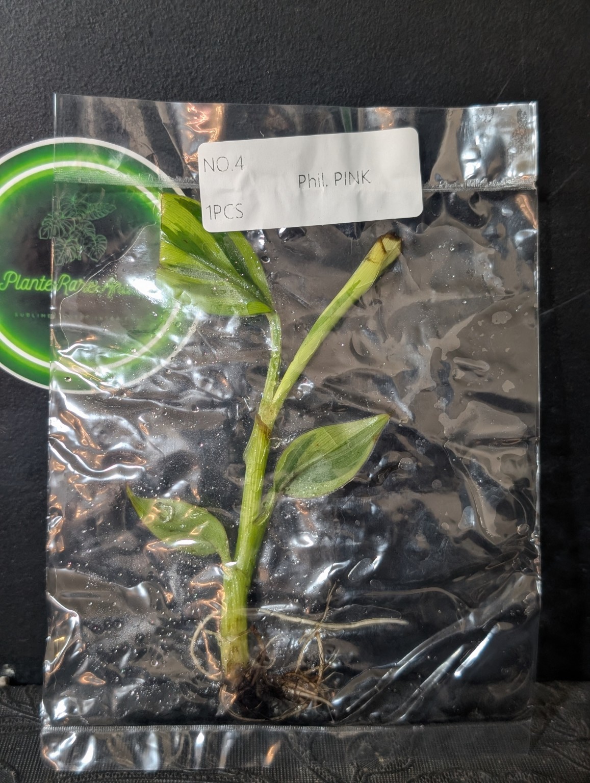 Philodendron NOID Pink — TC en sachet stérile