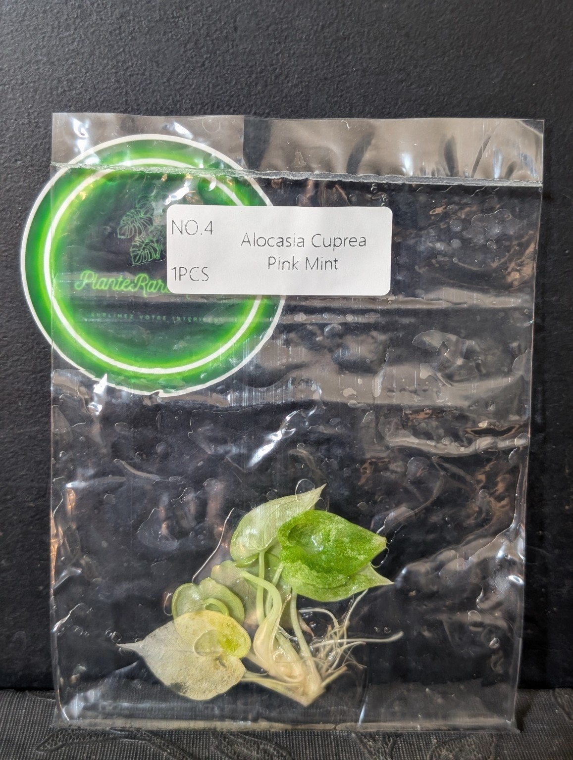 Alocasia Cuprea Pink Mint — TC en sachet stérile