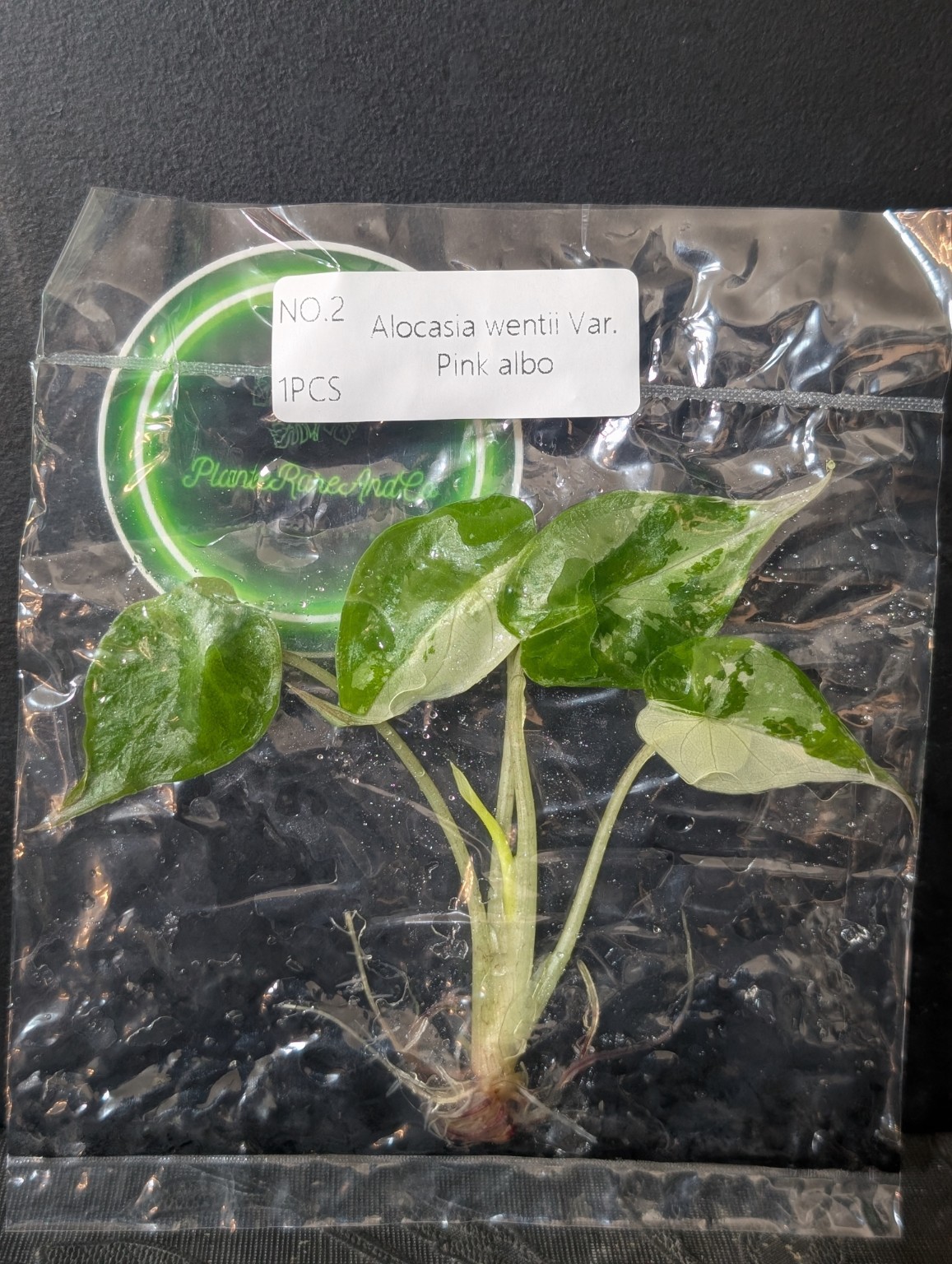 Alocasia wentii Pink Albo — TC en sachet stérile