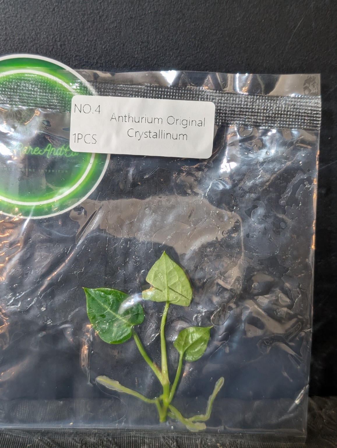 Anthurium Original Crystallinum — TC en sachet stérile