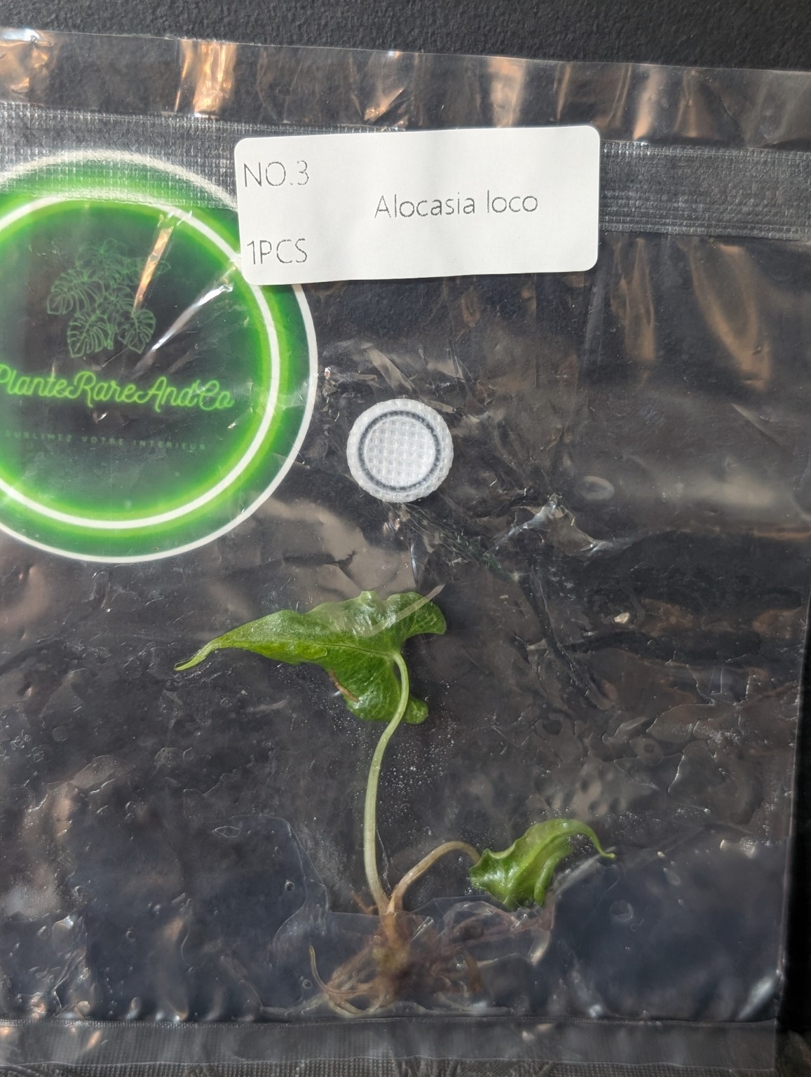 Alocasia Loco — TC en sachet stérile