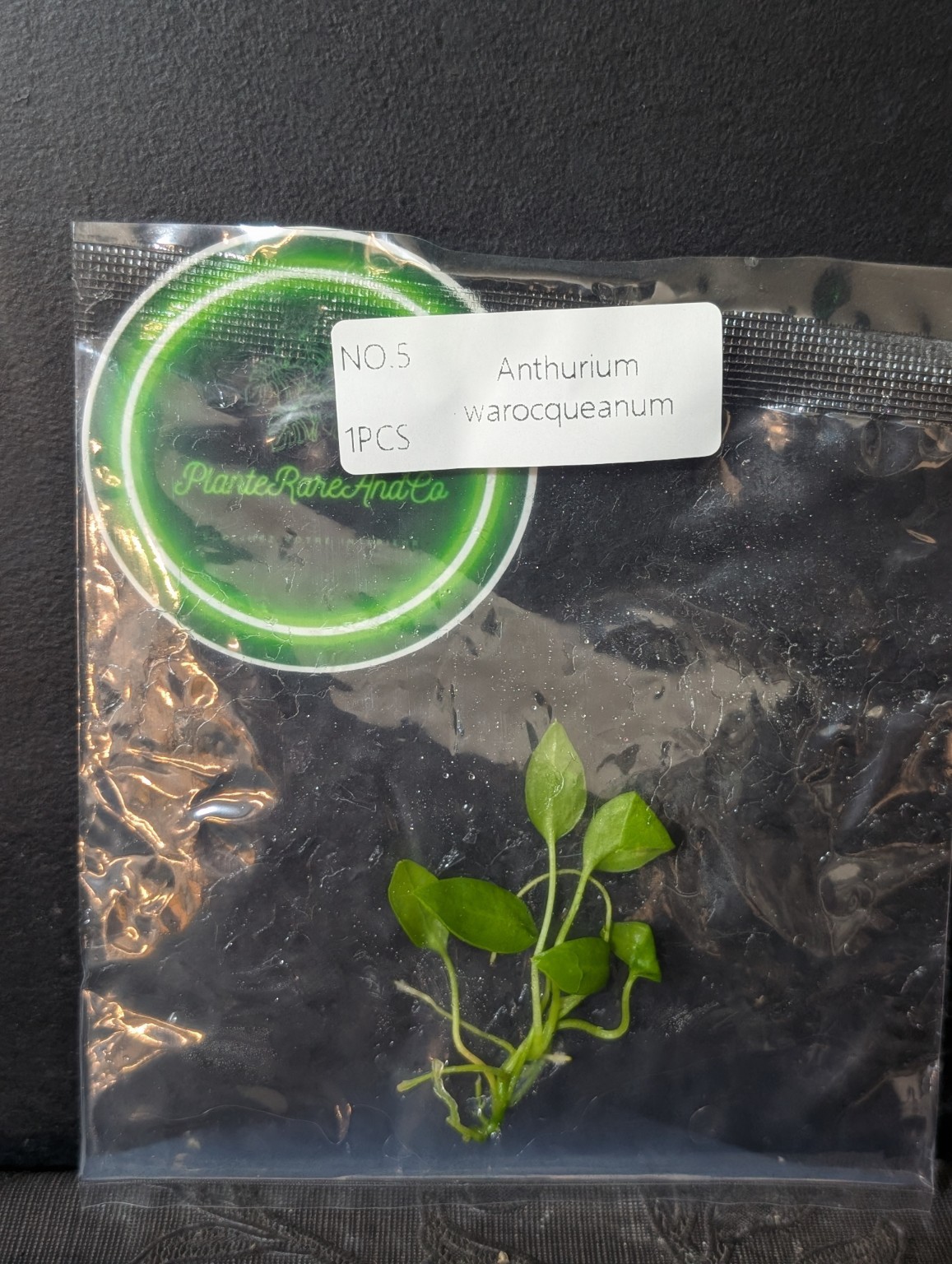 Anthurium warocqueanum — TC en sachet stérile