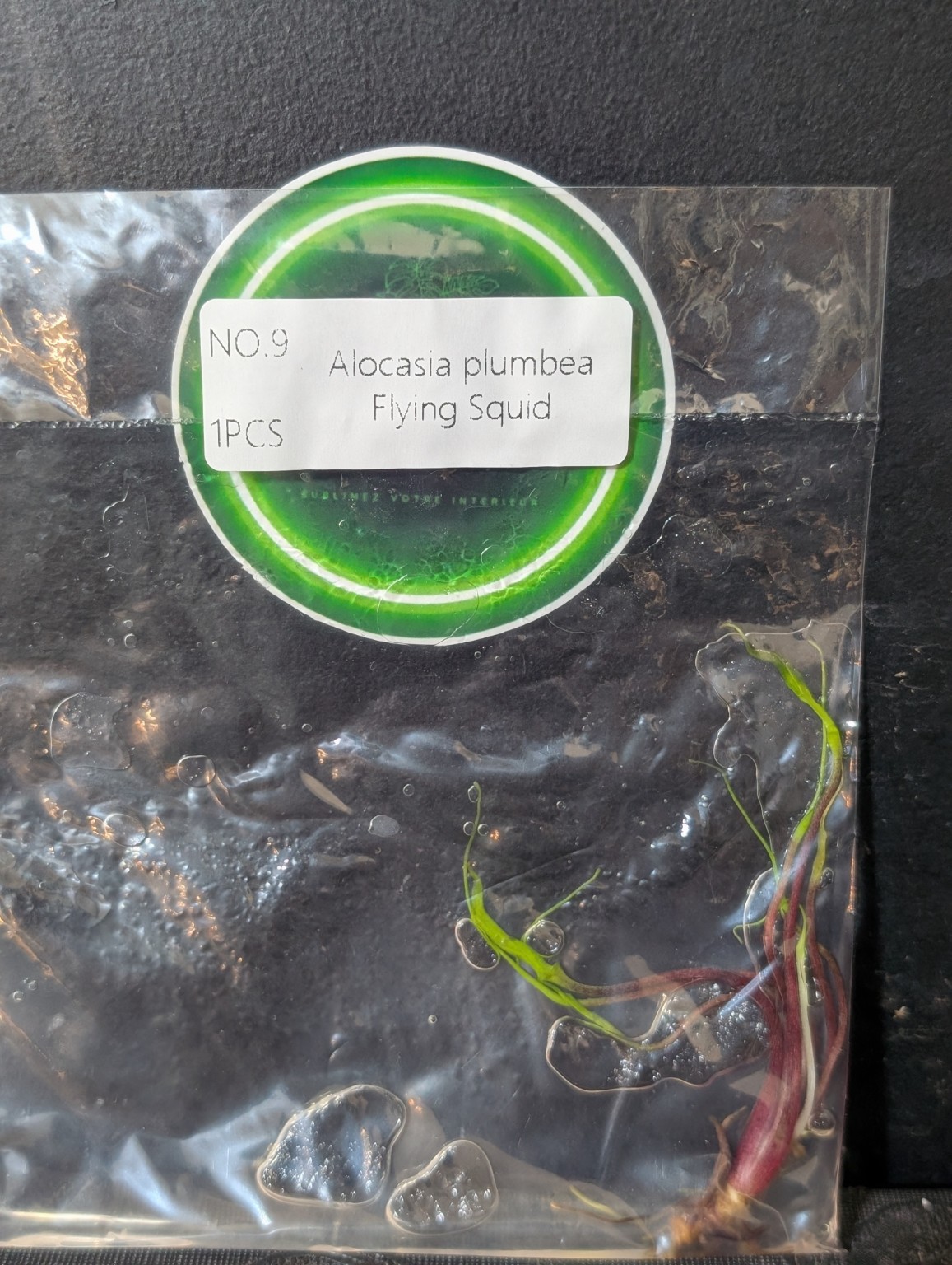 Alocasia plumbea Flying Squid — TC en sachet stérile