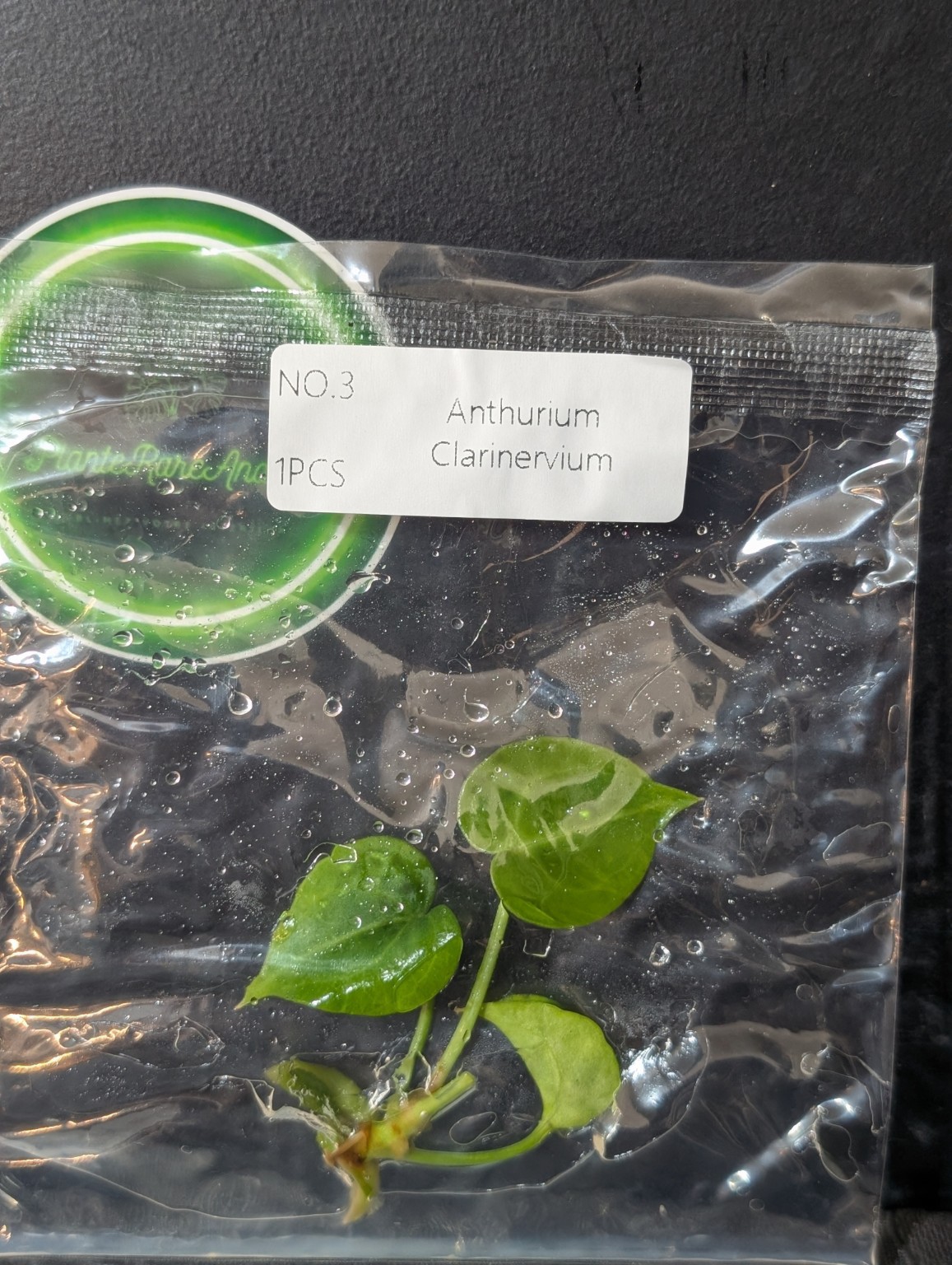 Anthurium clarinervium — TC en sachet stérile