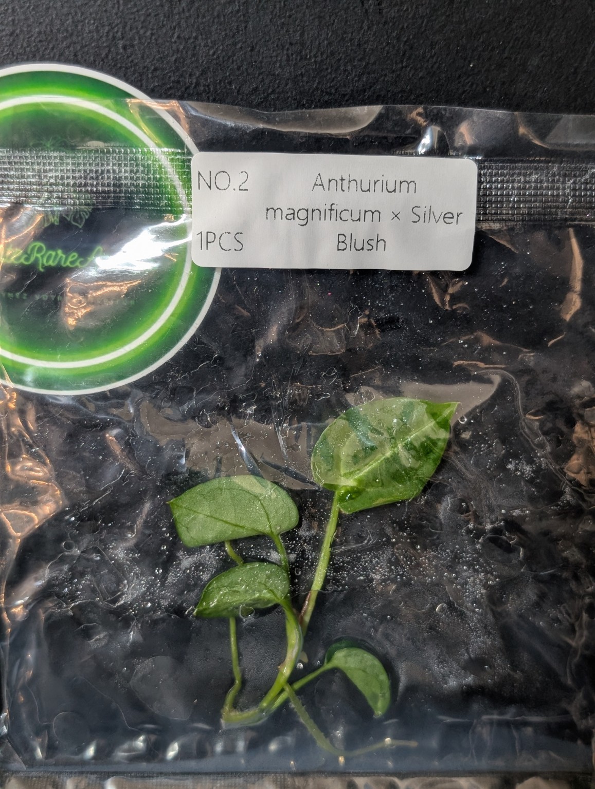 Anthurium magnificum × Silver Blush — TC en sachet stérile
