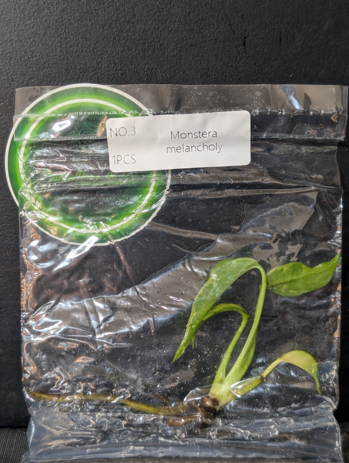 Monstera Melancholy — TC en sachet stérile
