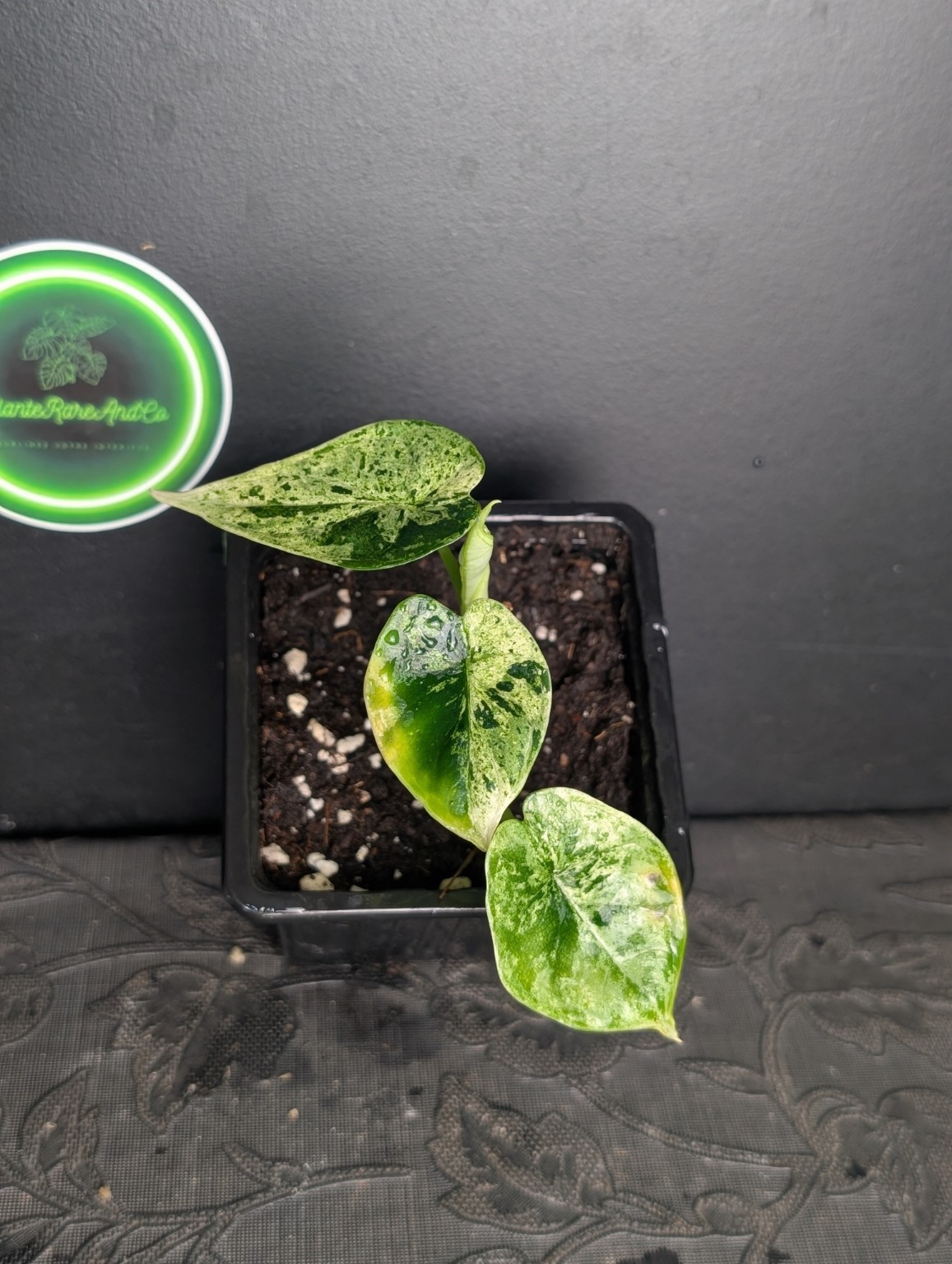 Alocasia Dragon Scale Mint Variegata — Exemplar Nr. 1