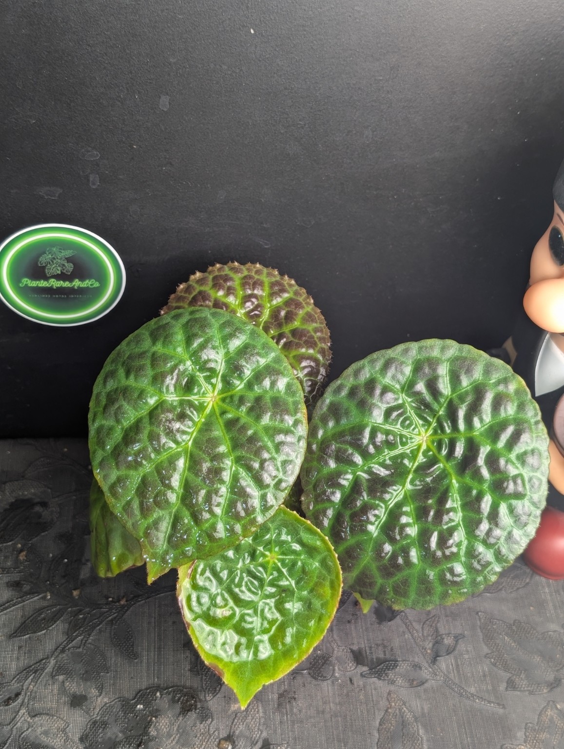 Begonia phuthoensis — Spécimen n°1