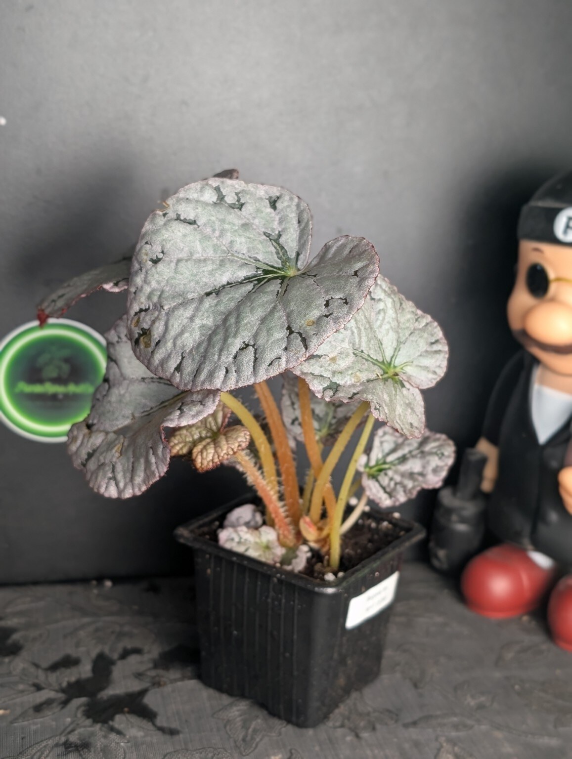 Begonia rex ‘Spirit of Bali’