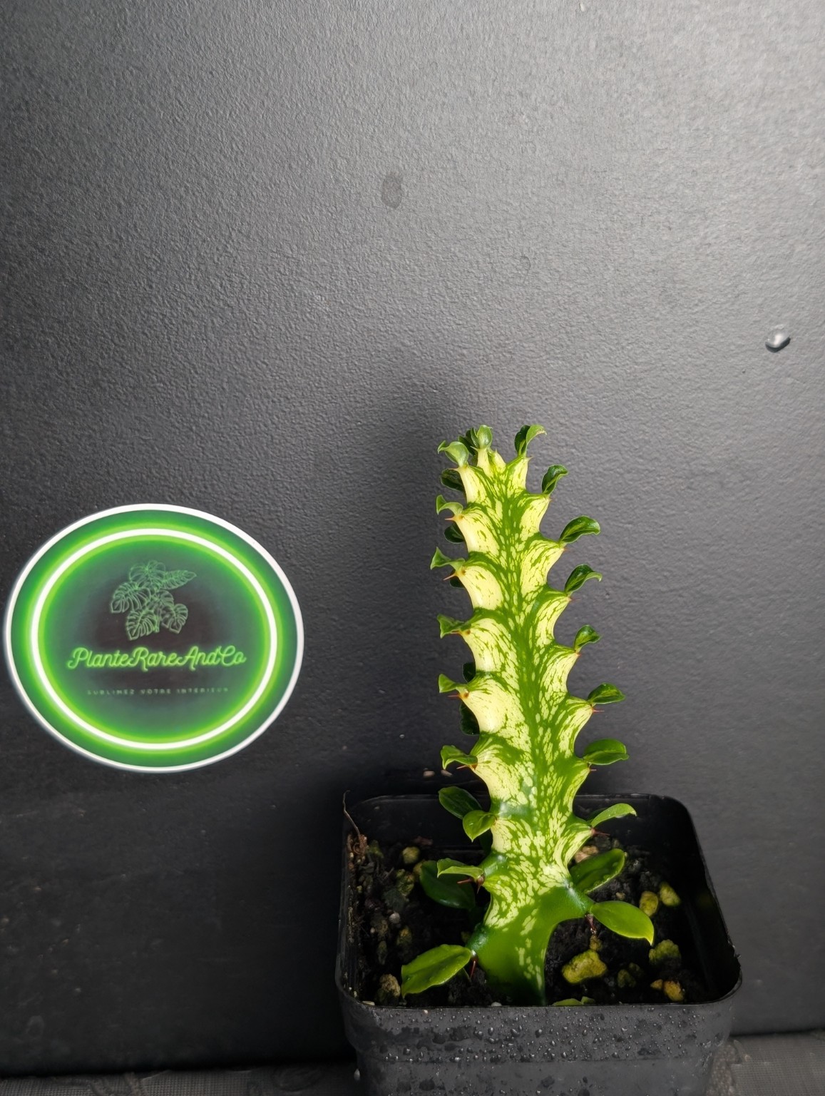 Euphorbia mayurnathanii Variegata — Spécimen n°1