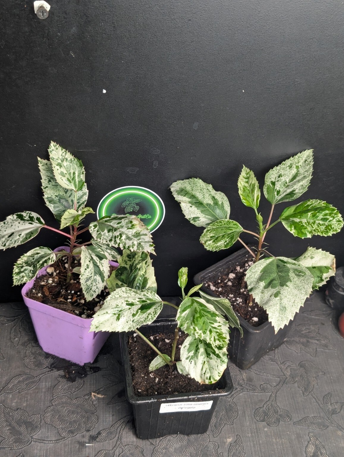 Hibiscus rosa-sinensis Variegata