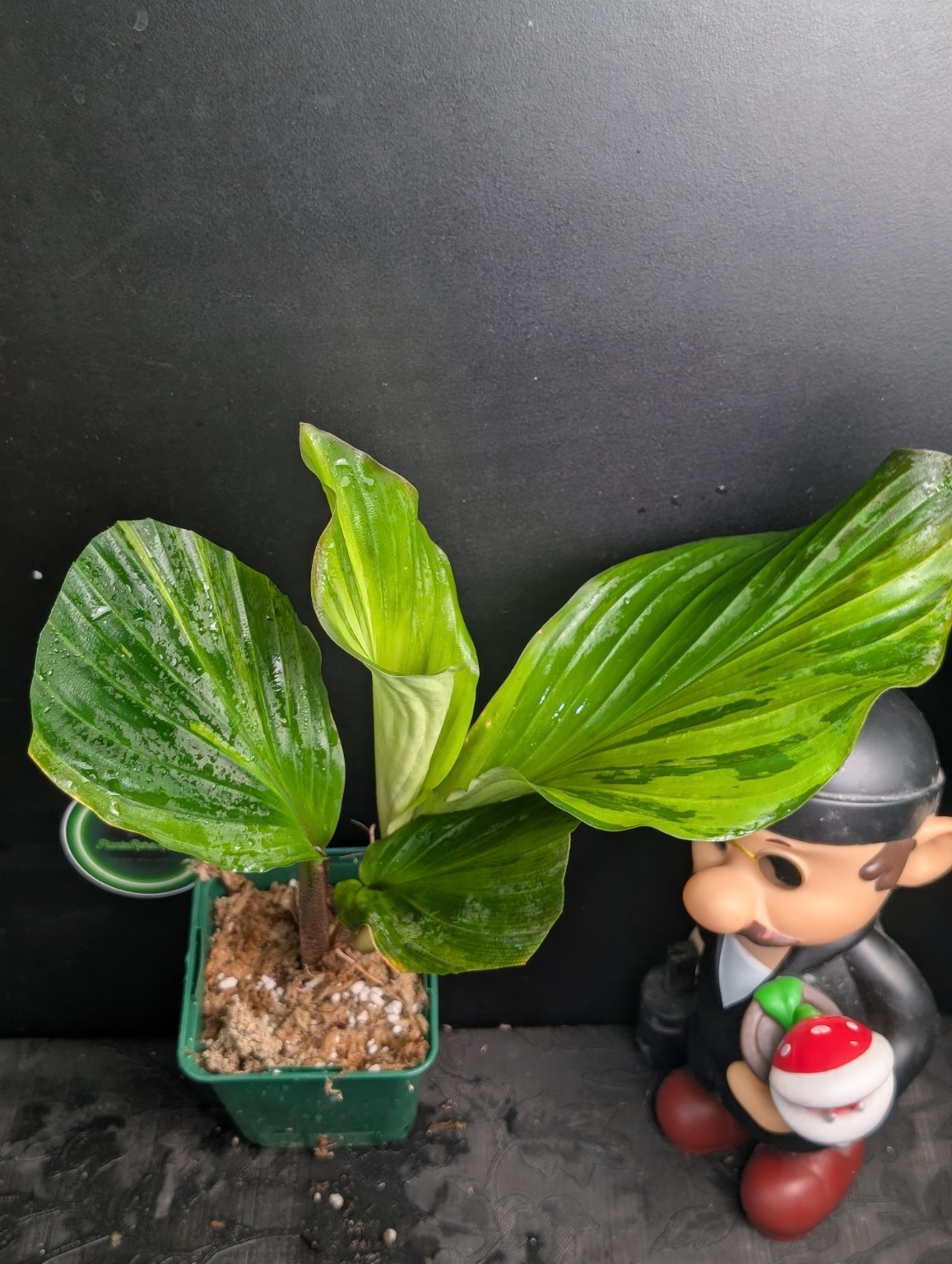 Kaempferia pulchra Aurea Variegated — Spécimen n°1