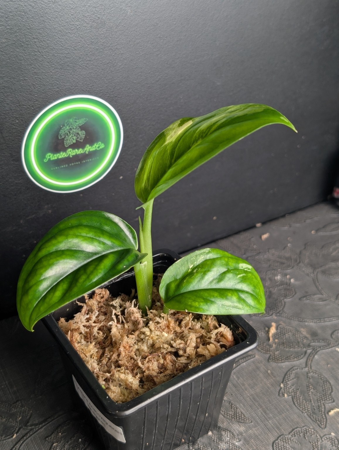 Monstera Acacoyaguensis Variegated