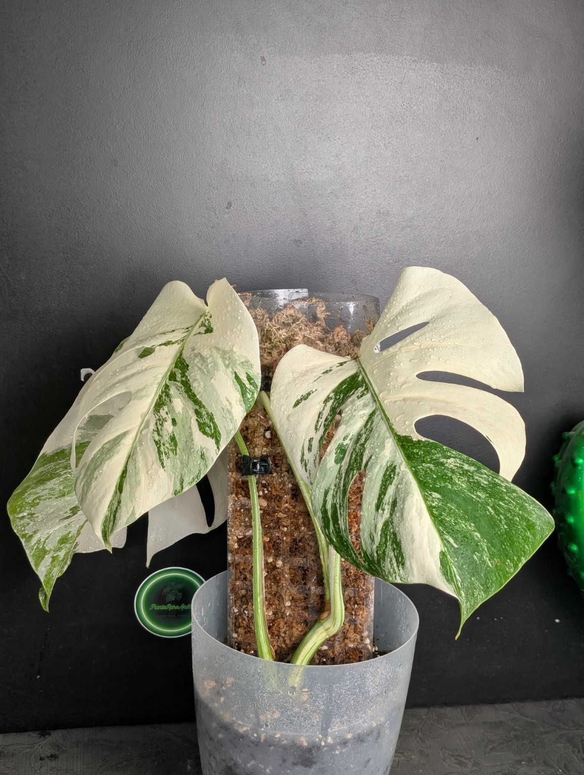 Monstera deliciosa Albo Variegata — High Variegated