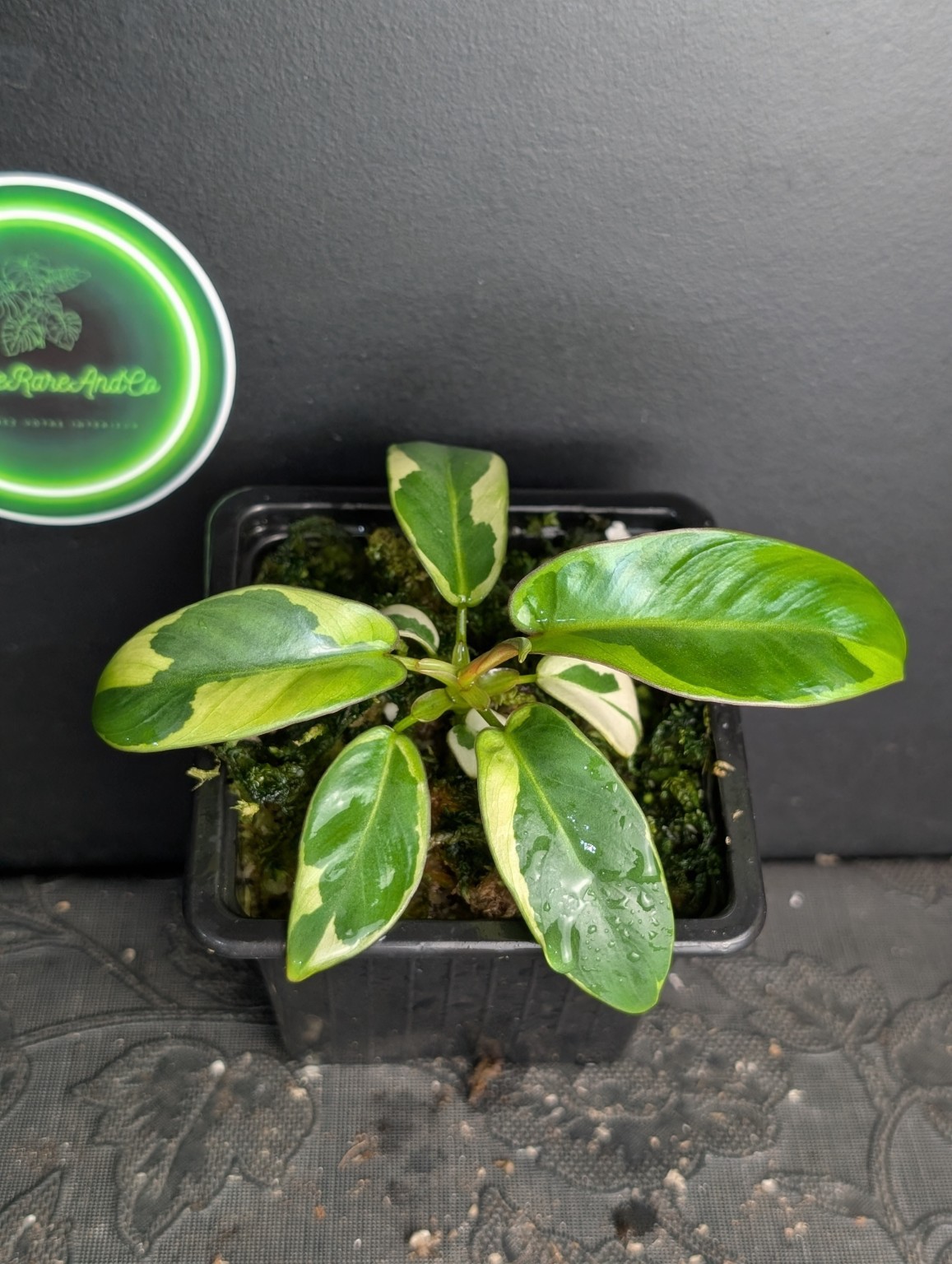 Philodendron atabapoense Variegata