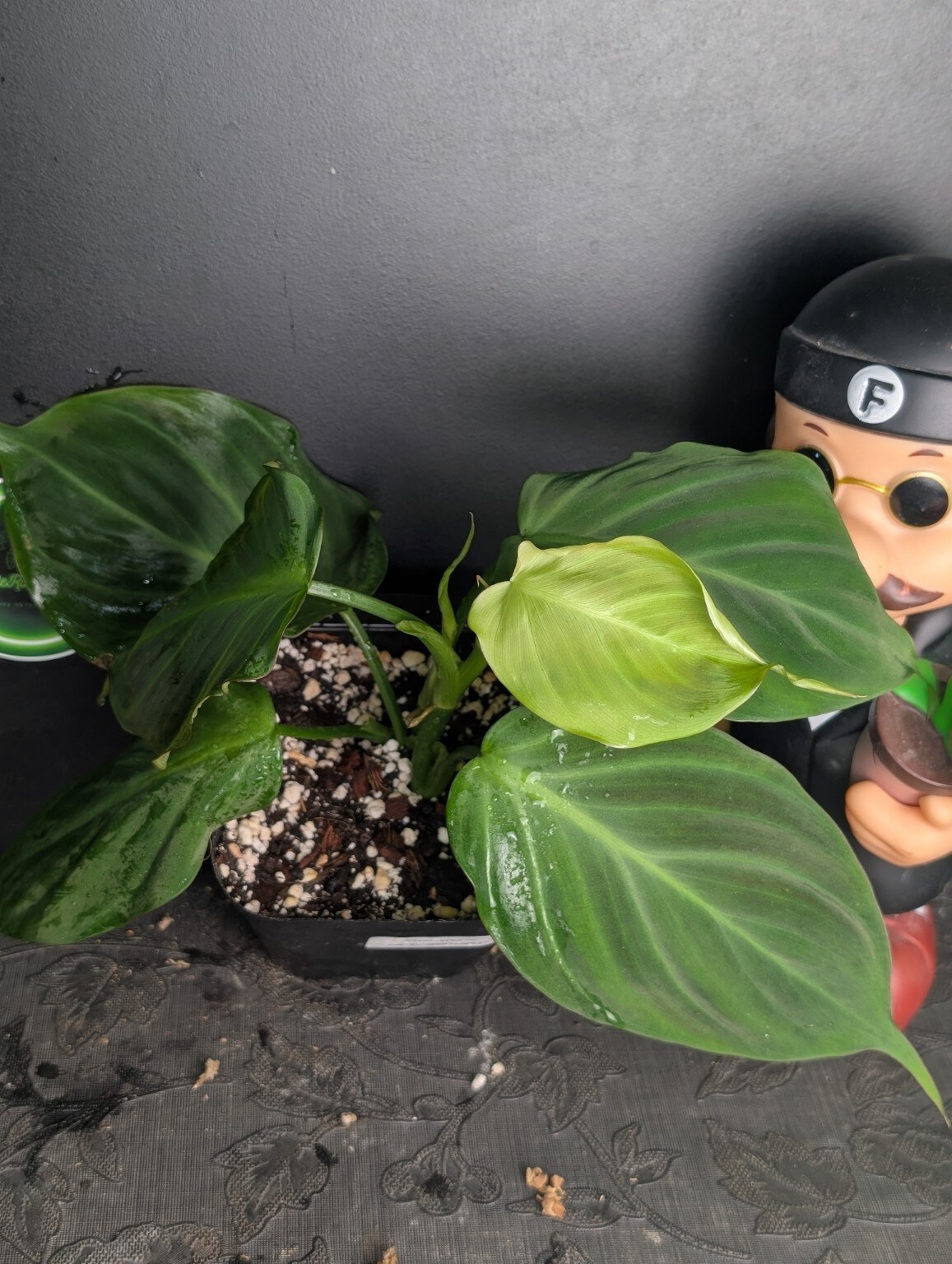 Philodendron camposportoanum