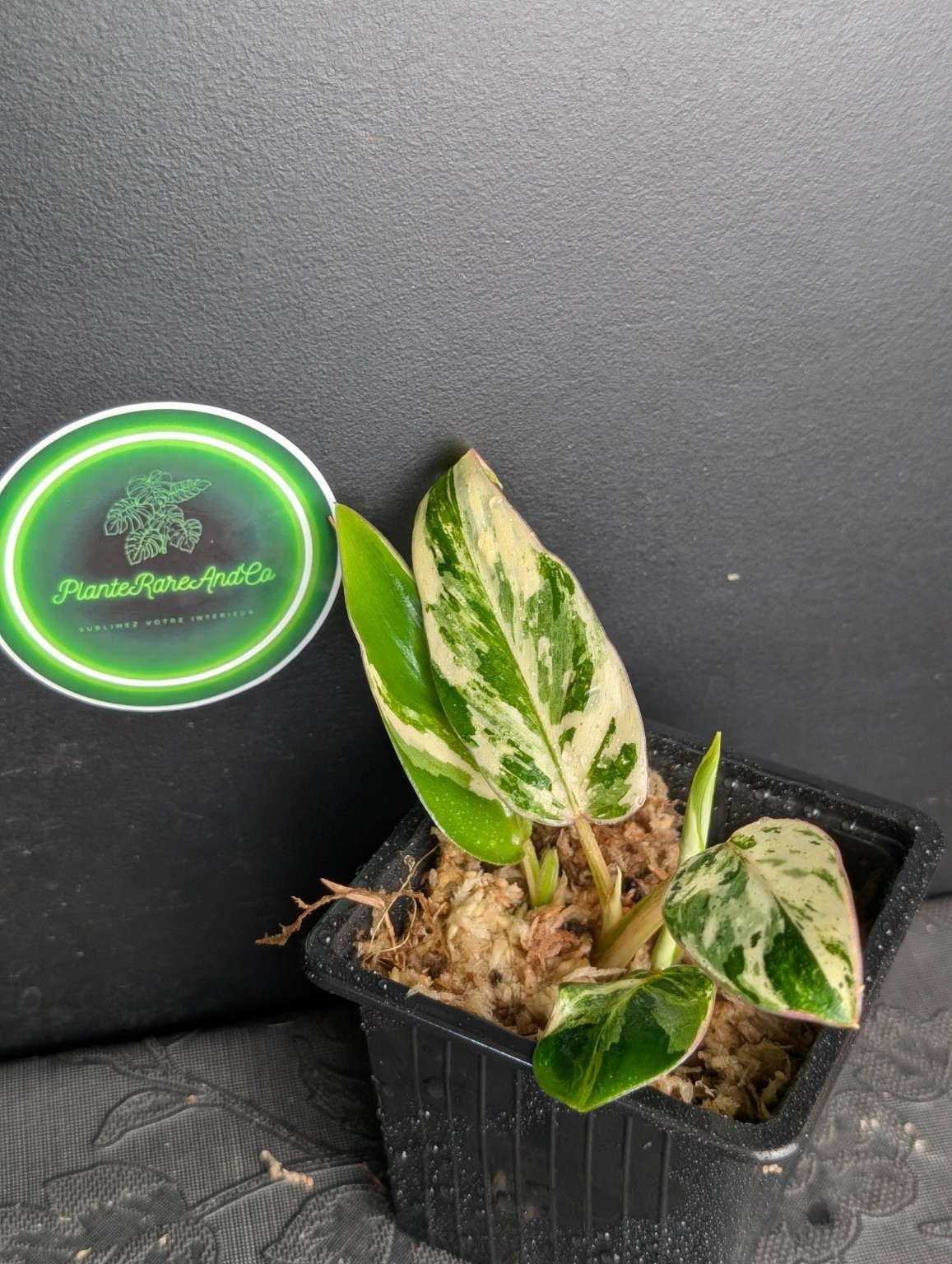 Philodendron Emerald Queen — Spécimen n°1