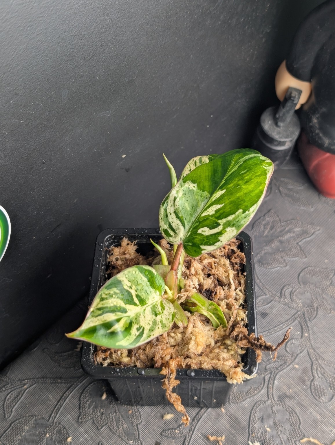Philodendron Emerald Queen — Specimen no. 2