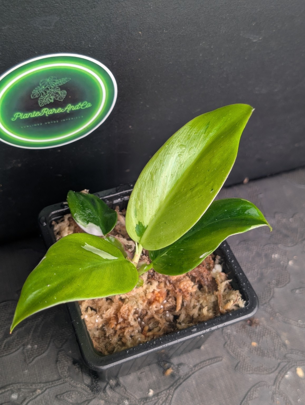 Philodendron Fresh Aurea — Spécimen n°1