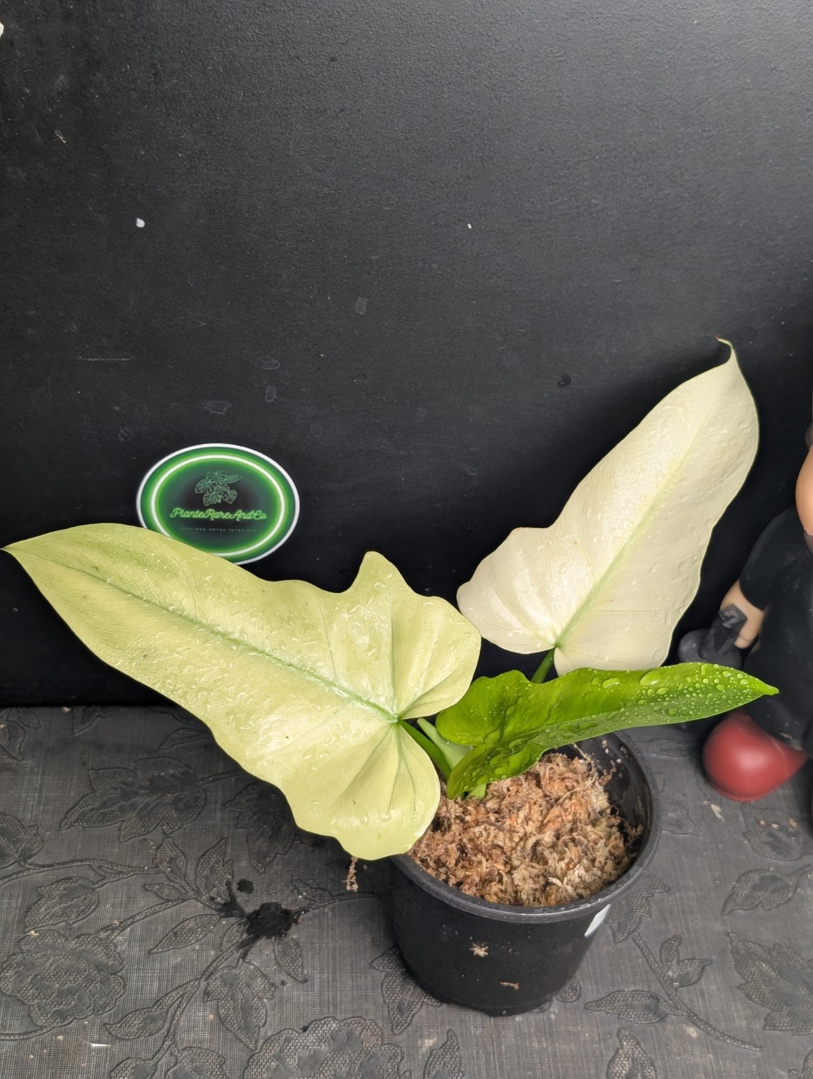Philodendron Golden Dragon Mint Variegated — Spécimen n°1