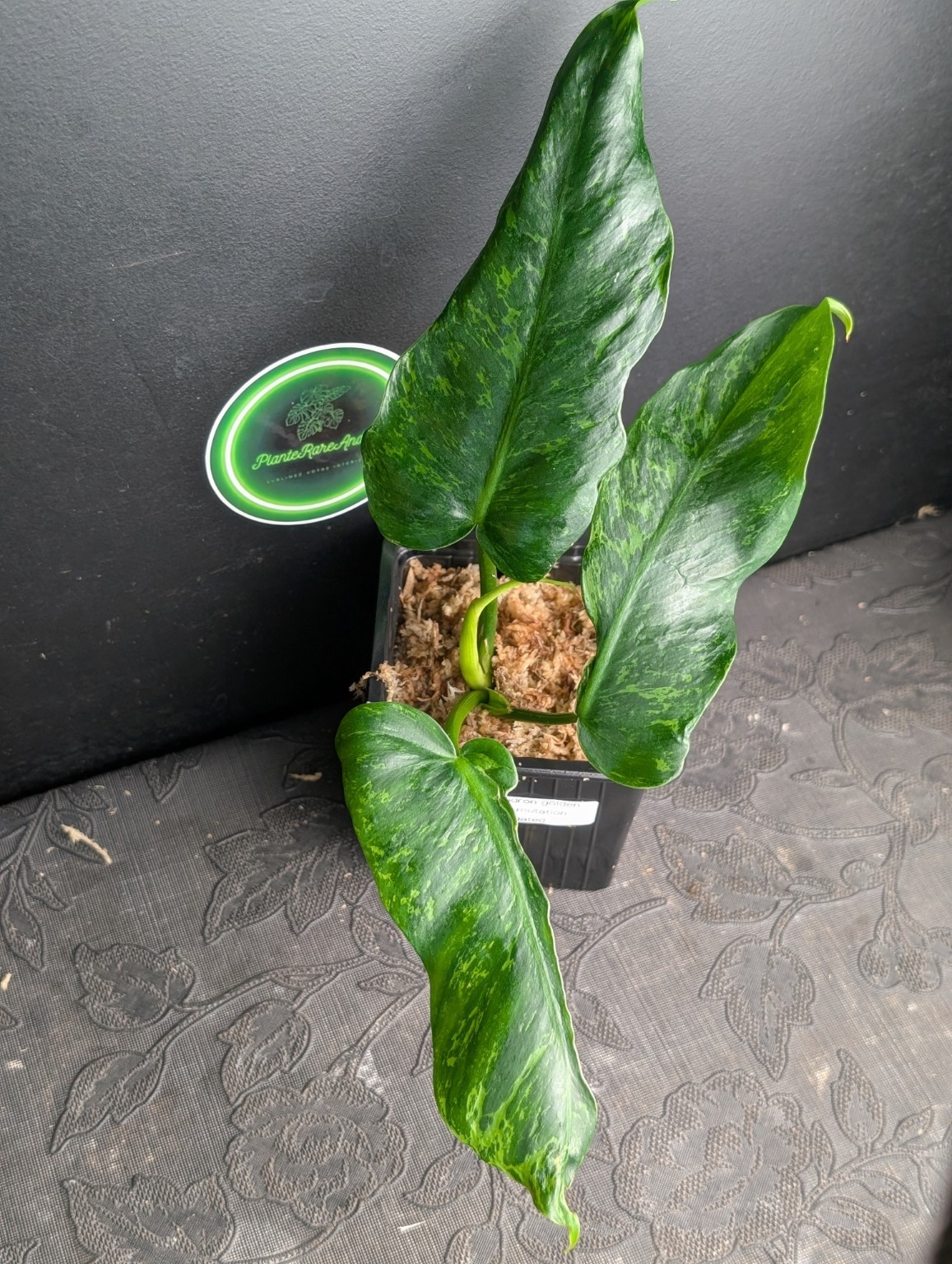 Philodendron Golden Dragon Mottled Variegated — Spécimen n°1