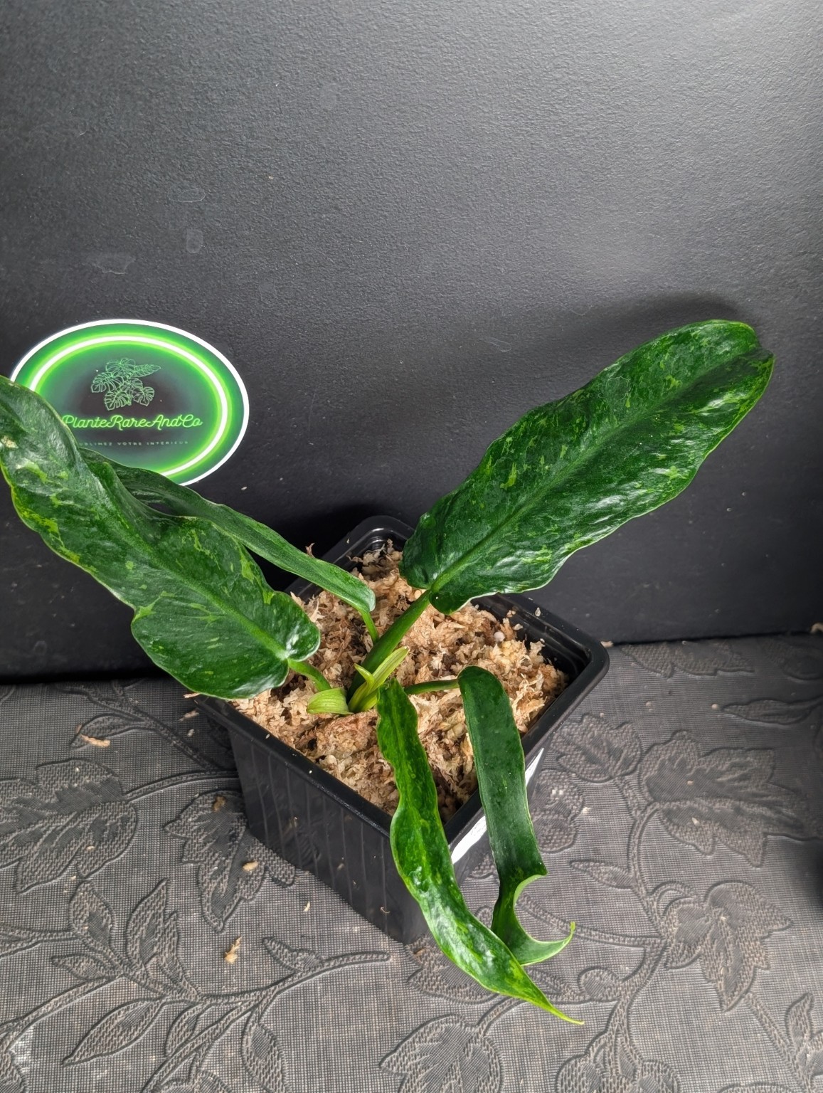 Philodendron Golden Dragon Mottled Variegated — Specimen no. 2