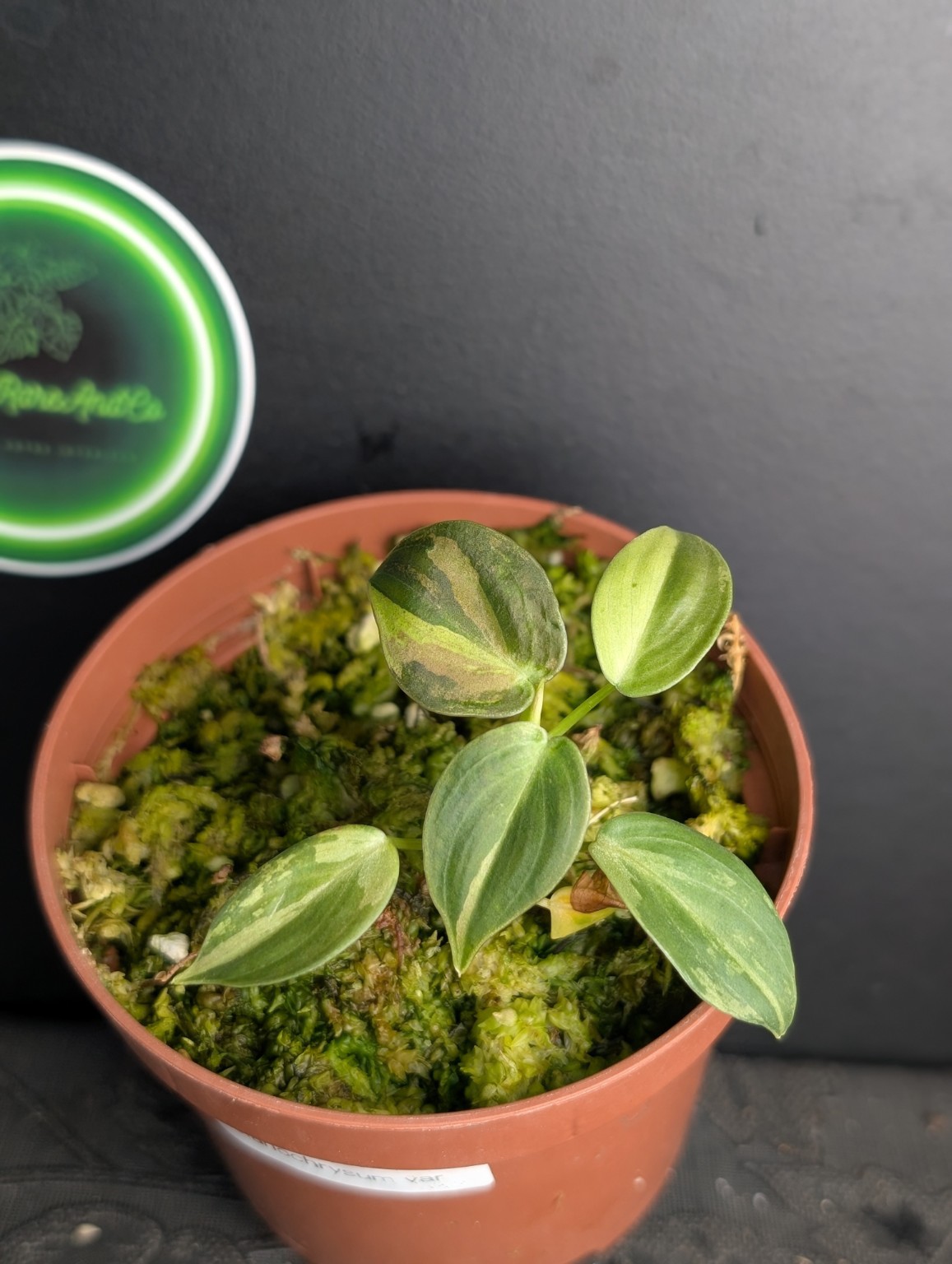 Philodendron melanochrysum variegata — Spécimen n°1