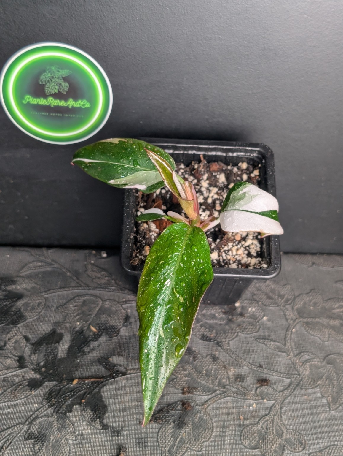 Philodendron Red Anderson — Spécimen n°1