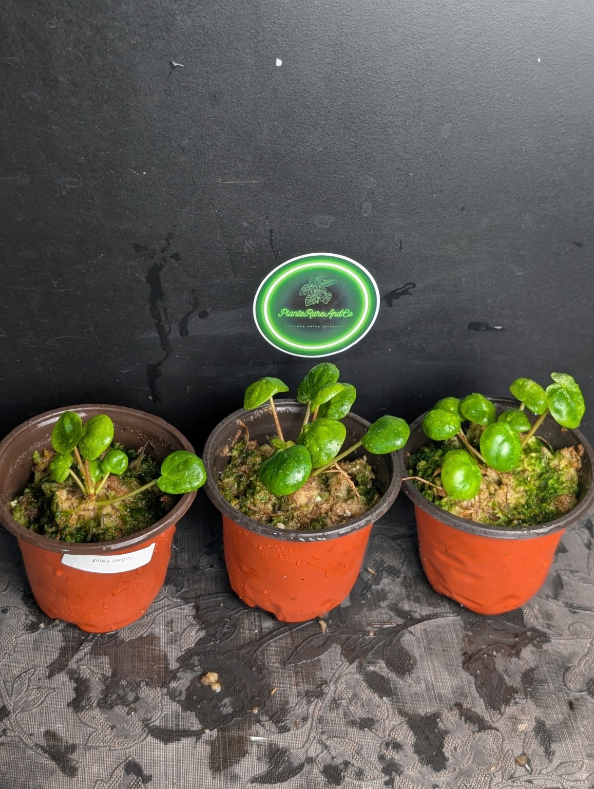 Pilea Mojito