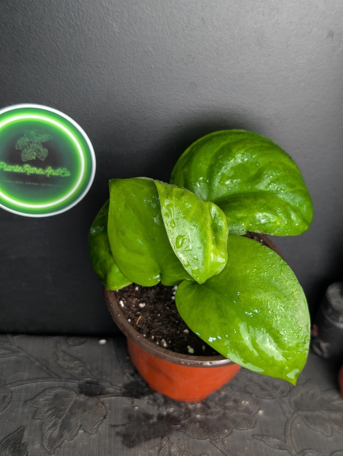 Scindapsus Exotica Green on Green — Spécimen n°1