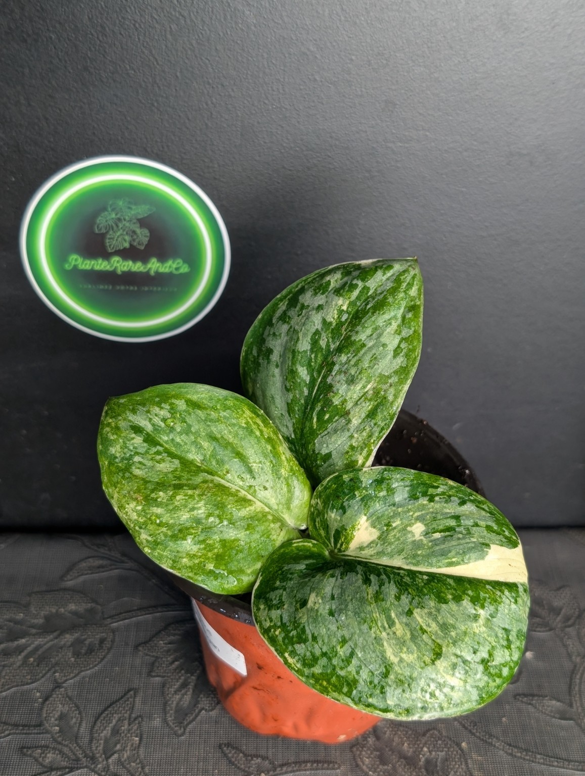 Scindapsus Perkembangan — Spécimen n°1