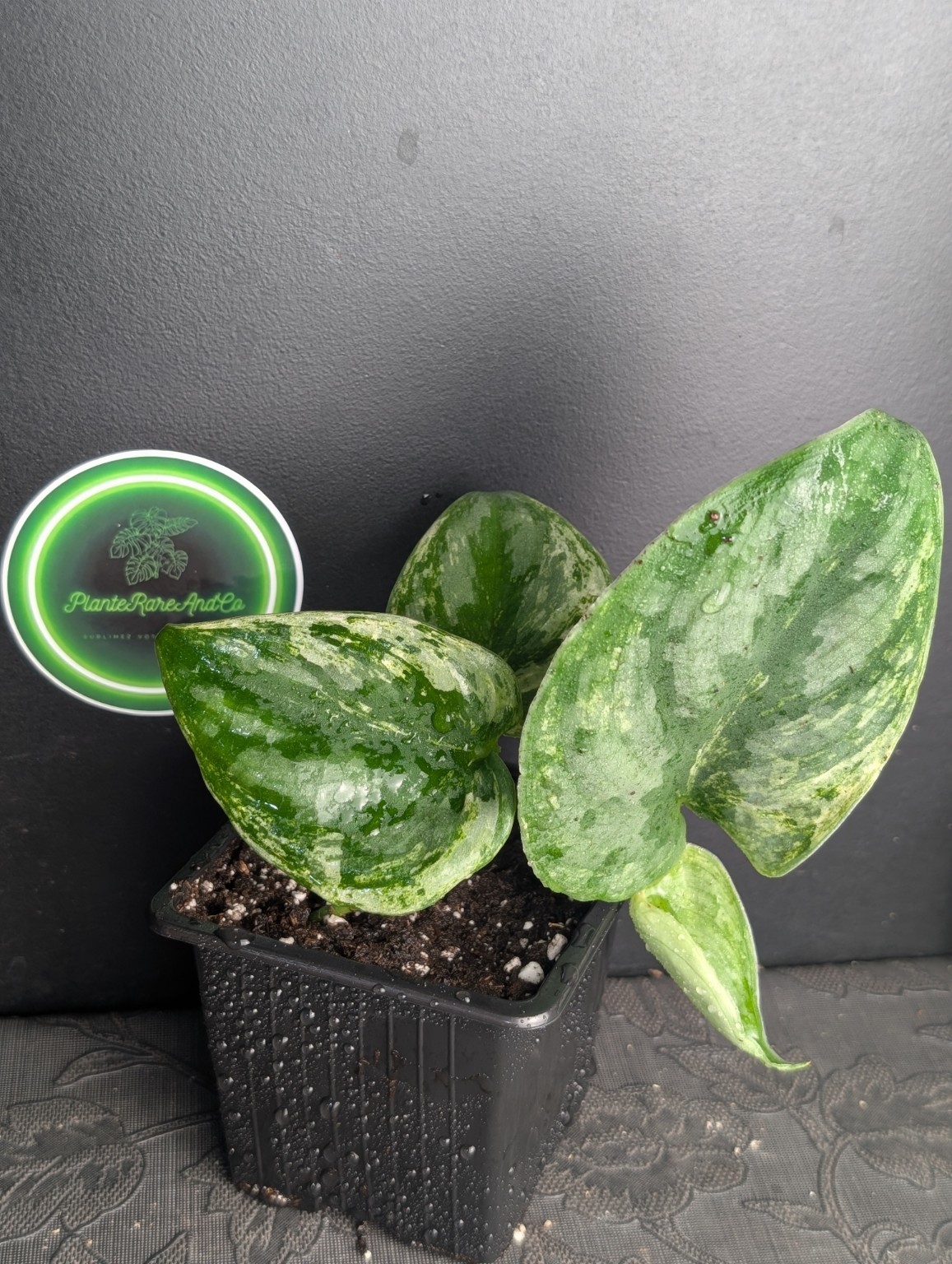 Scindapsus pictus ‘Silver Knight’ — Spécimen n°1