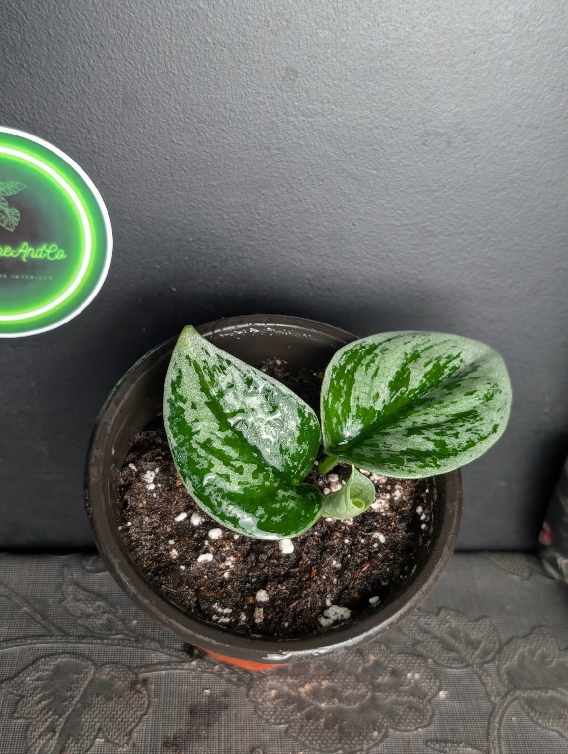 Scindapsus Silver Mirage — Spécimen n°1