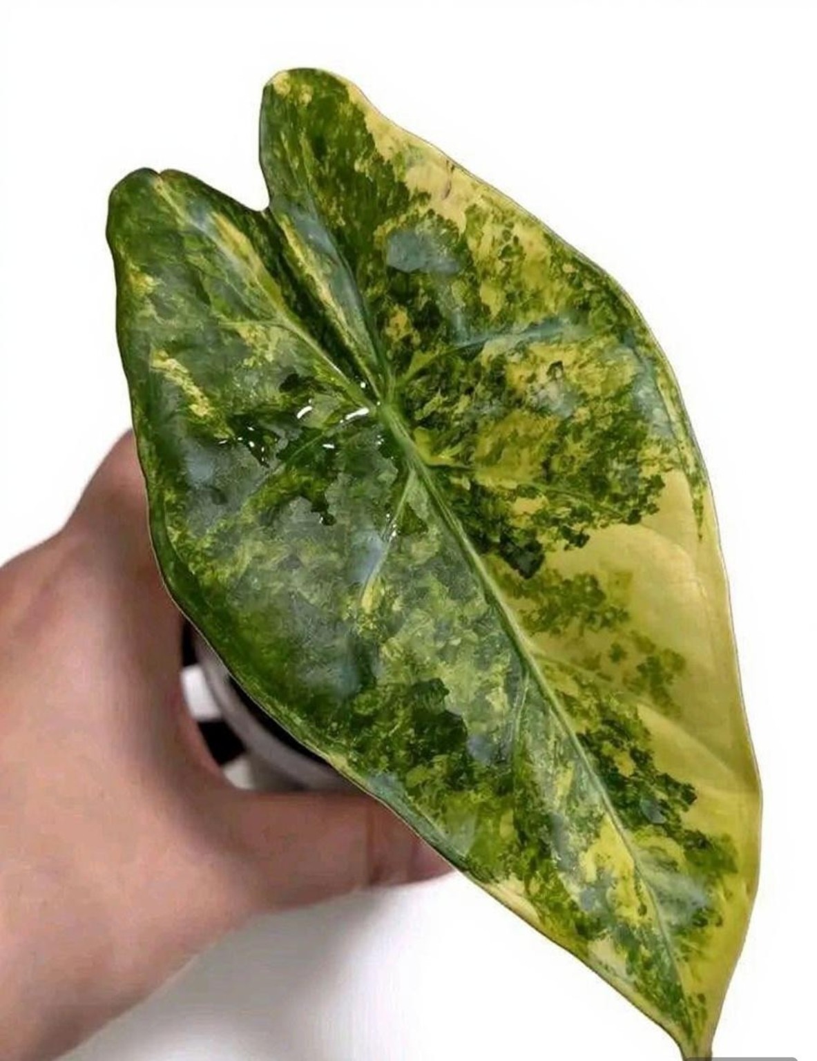 Alocasia ‘Black Edge’ — photo d’illustration non contractuelle de la variété