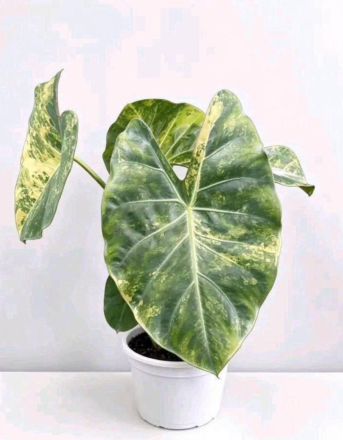 Alocasia ‘Scaly Cora’ — photo d’illustration non contractuelle de la variété
